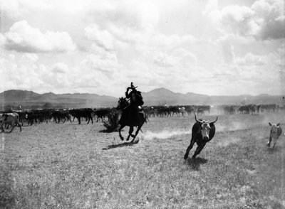 Raguero Cutting Out a Cow from the Herd by Dane Coolidge